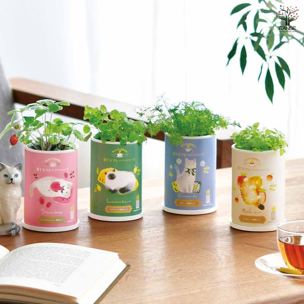 栽培セット 育てるフレーバーハーブ｜ 【植物のITANSE】全品送料