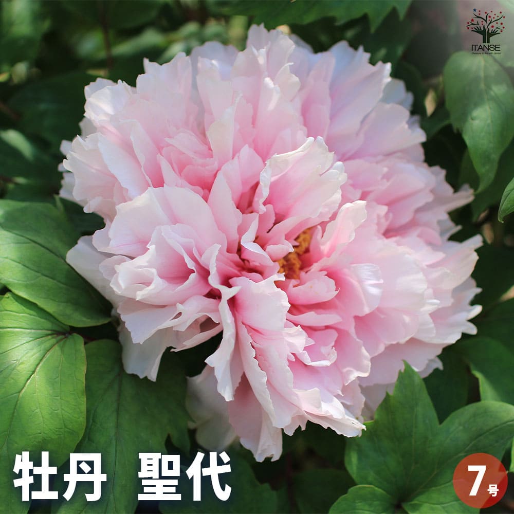 牡丹 聖代 【花苗 7号／1個売り】｜ 【植物のITANSE】全品送料