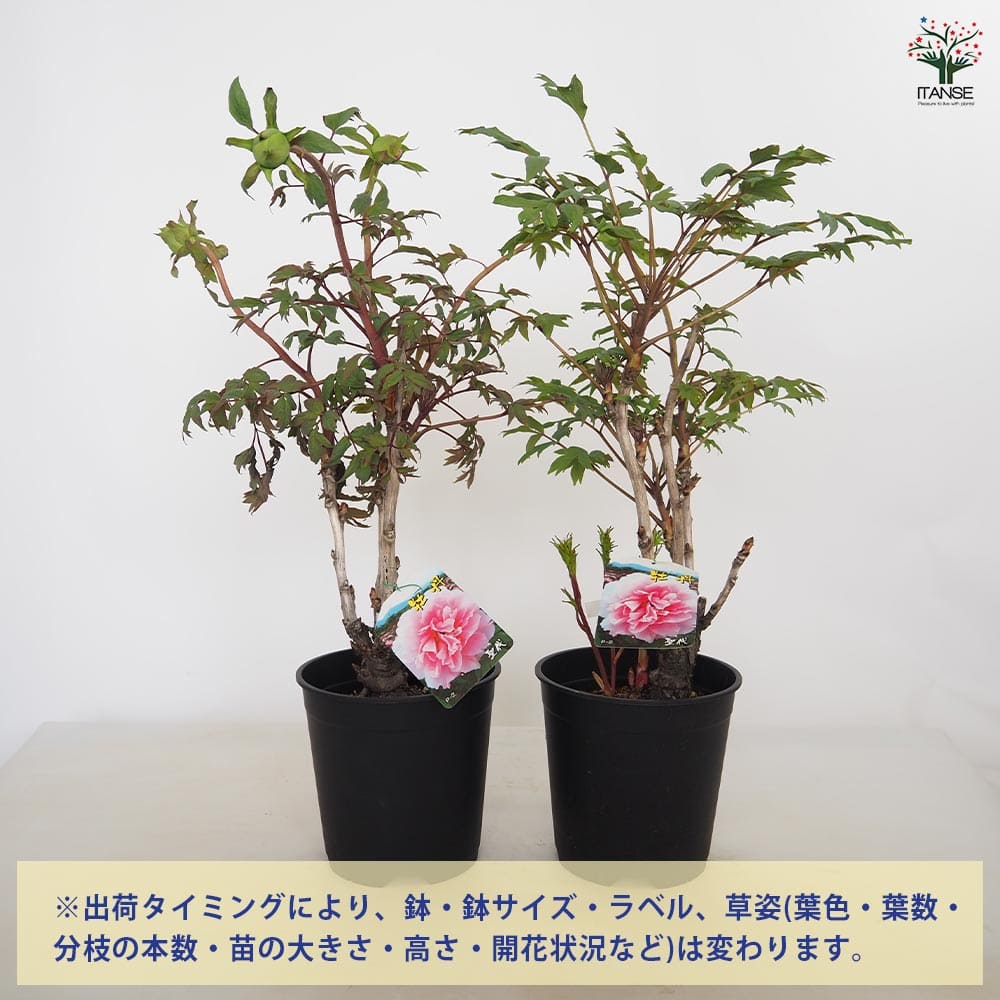 牡丹 聖代 【花苗 7号／1個売り】｜ 【植物のITANSE】全品送料