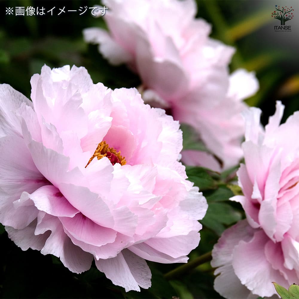 牡丹 聖代 【花苗 7号／1個売り】｜ 【植物のITANSE】全品送料