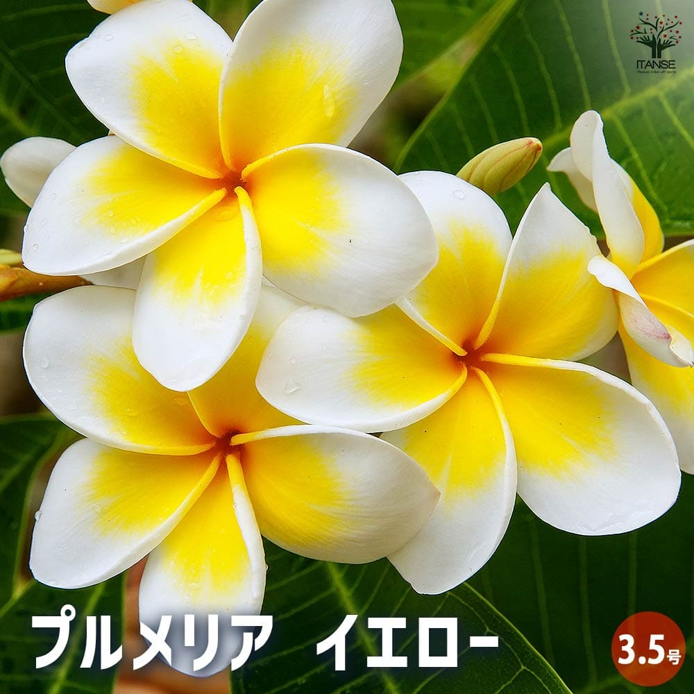 プルメリア苗木 イエロー 【花木苗 3.5号】｜ 【植物の