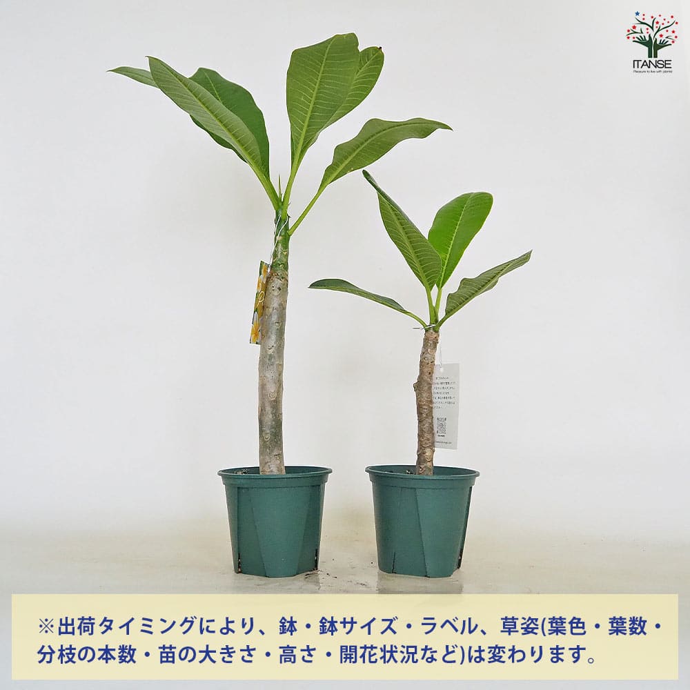 プルメリア 苗/苗木/カット苗/貴重品種 Teresa Wilder プルメリア 苗/苗木/カット苗/貴重品種 Teresa Wilder Teresa