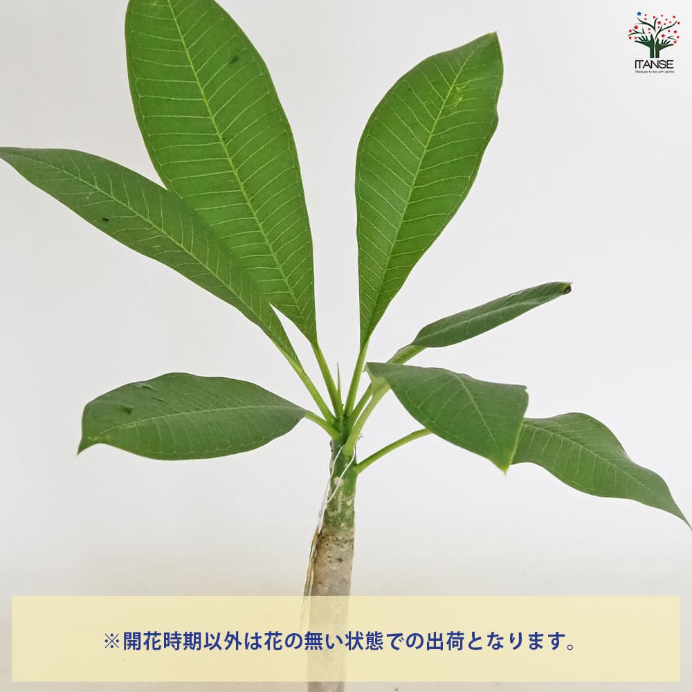 プルメリア 苗/苗木/カット苗/貴重品種 Butterfly Gold プルメリア 苗/苗木/カット苗/貴重品種 Butterfly Gold