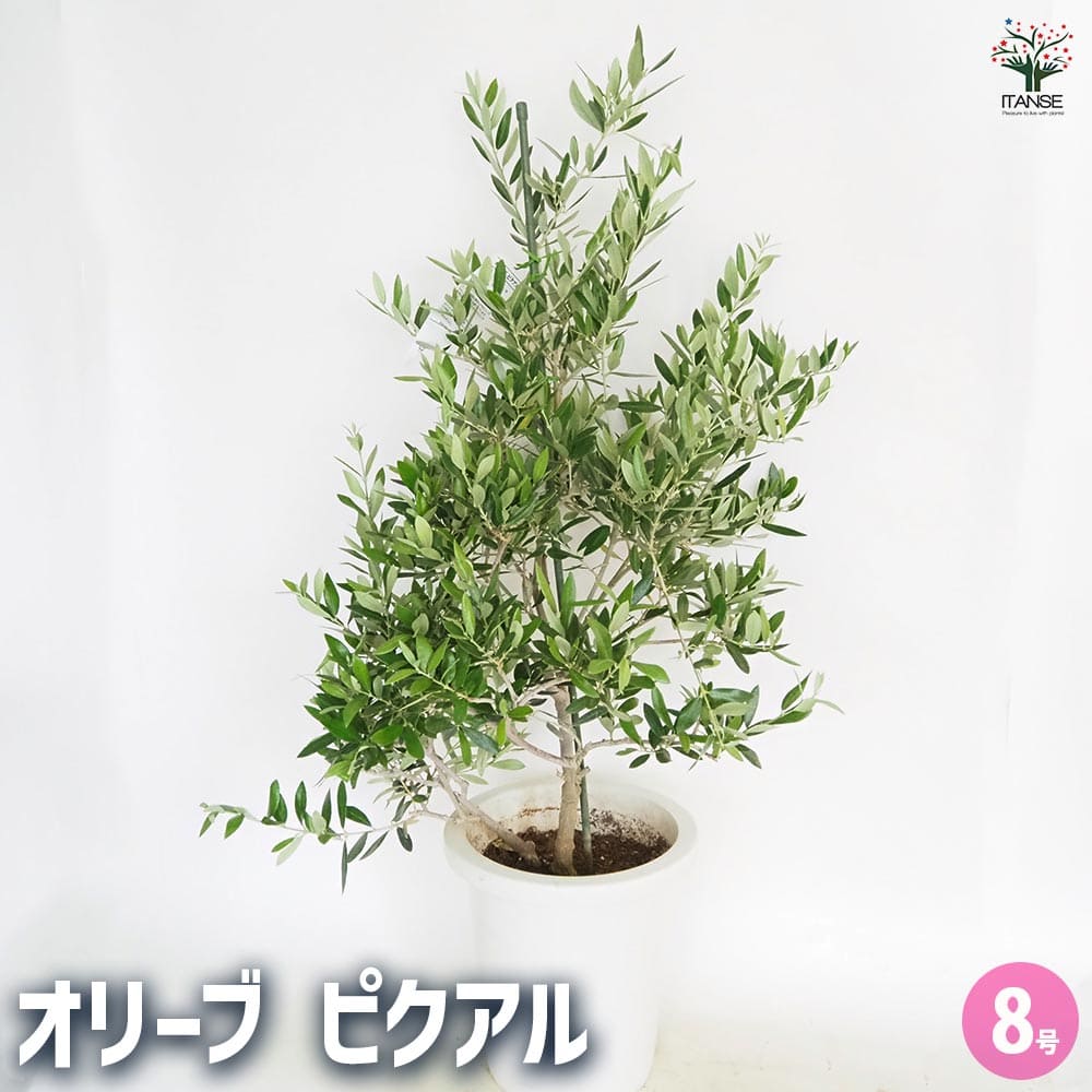 オリーブ ピクアル 【果樹の苗木 8号／1個売り】｜ 【植物の