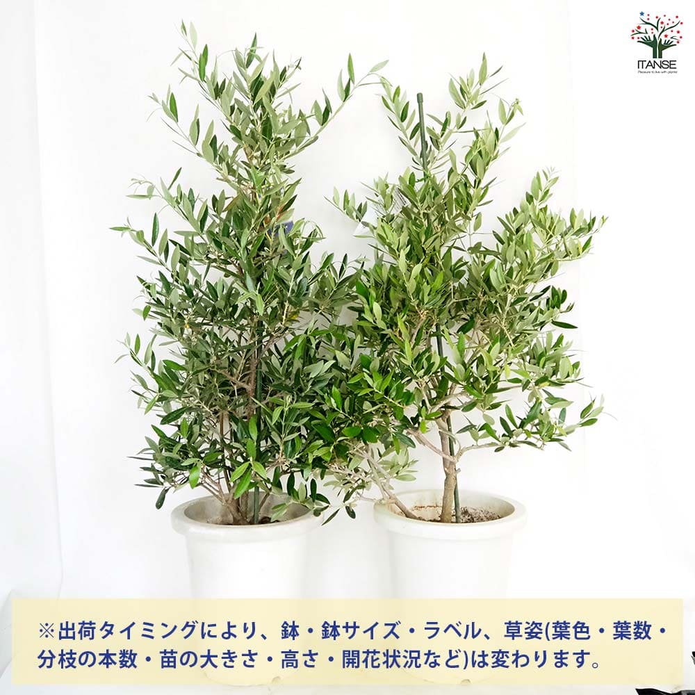 オリーブ ピクアル 【果樹の苗木 8号／1個売り】｜ 【植物の