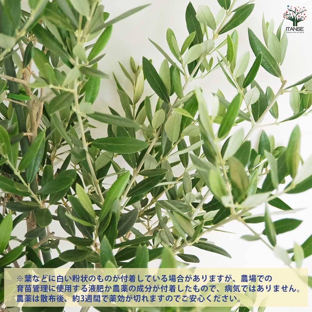 創樹　オリーブ　ピクアル　　9い28 創樹 Olive オリーブの木 SOUJU ピクアル 自家受精 オリーブ