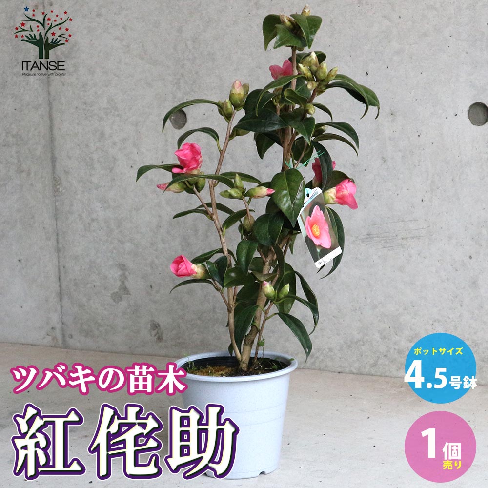 椿 紅侘助(べにわびすけ) 【庭木 4.5号鉢／1個売り】｜ 【植物の