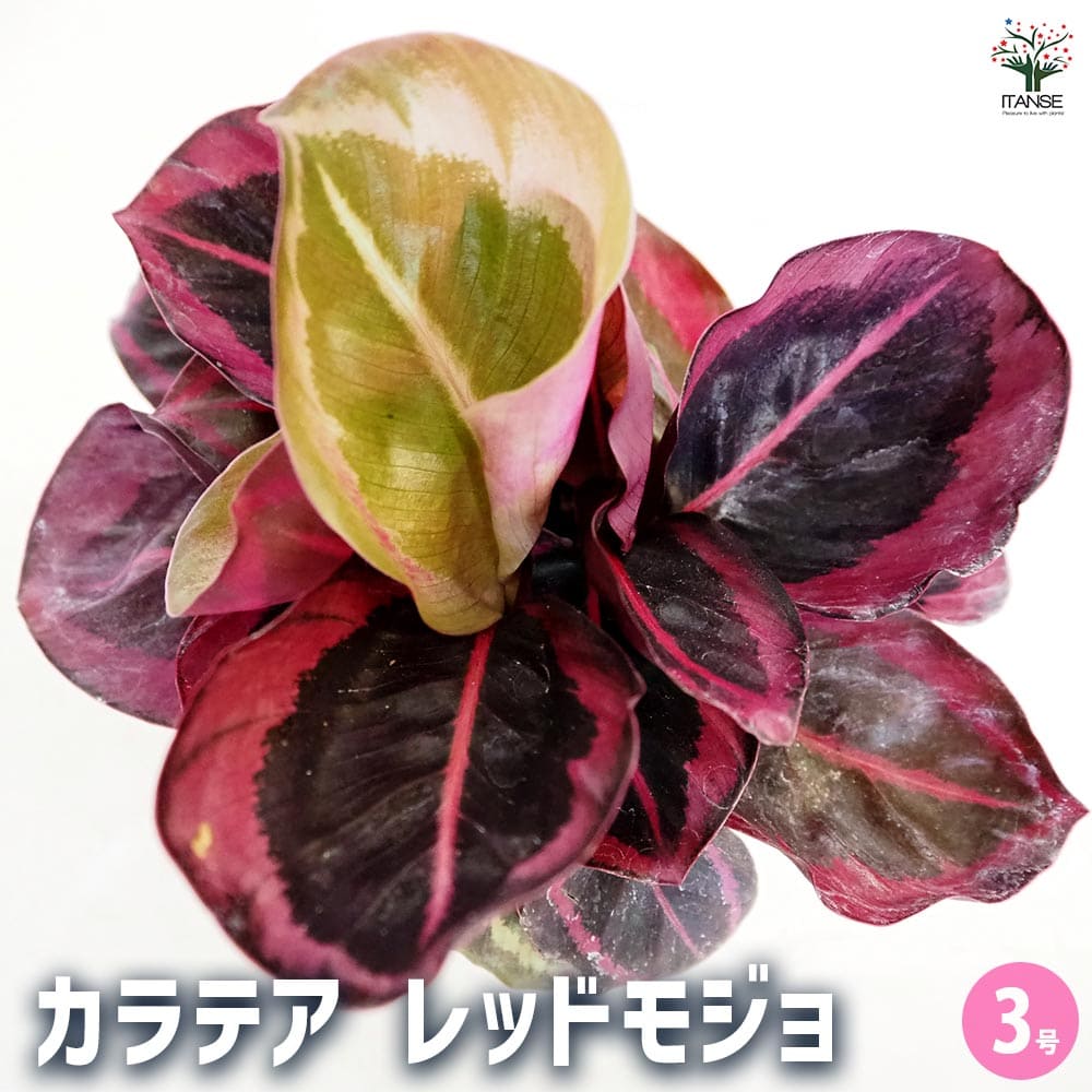 レッドモジョ（サンプル） 【公式通販】