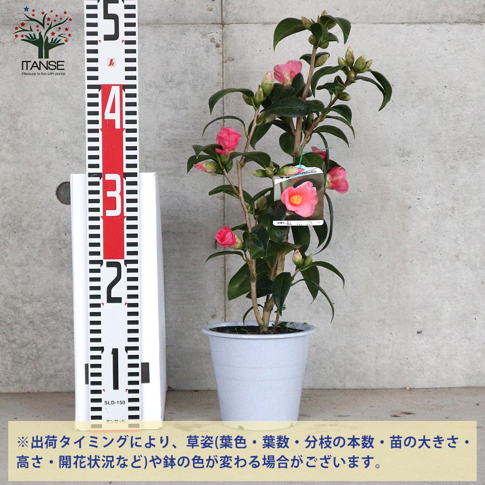 椿 苗 五色八重散椿 3年生挿木苗 4号 半日陰 好日性植物 長期化成肥料付 椿 苗 五色八重散椿 3年生挿木苗 4号 半日陰 好日性植物 長期化成肥料付