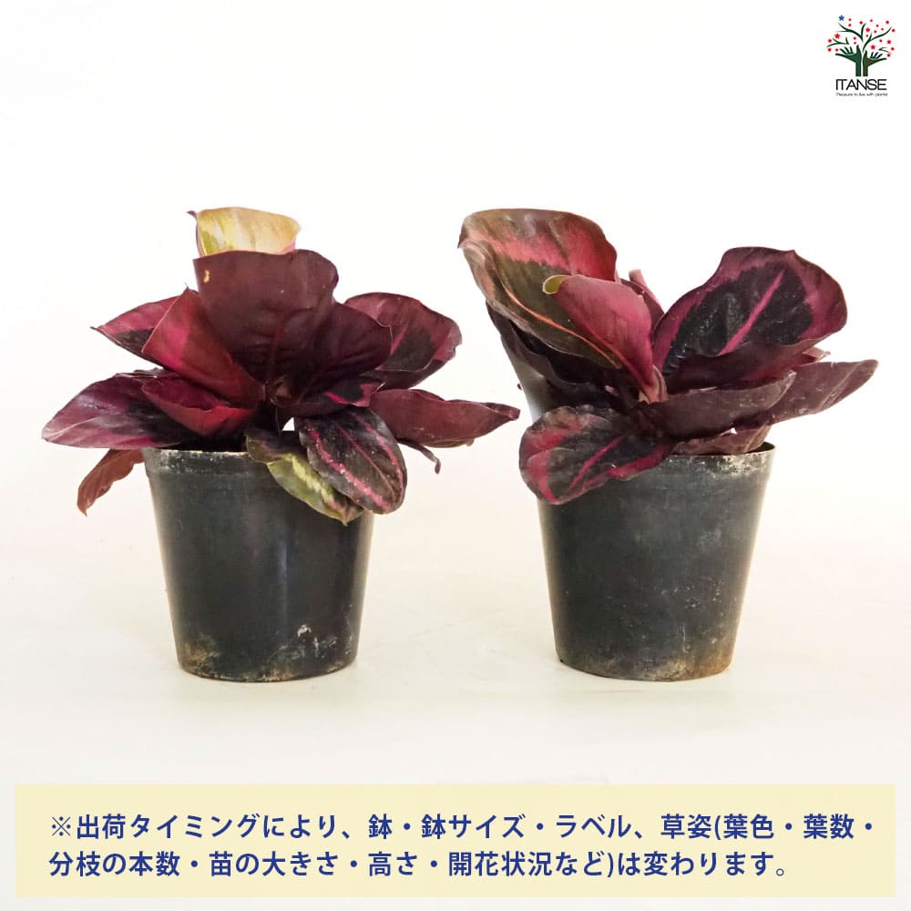 カラテア レッドモジョ 【観葉植物 3号】｜ 【植物の
