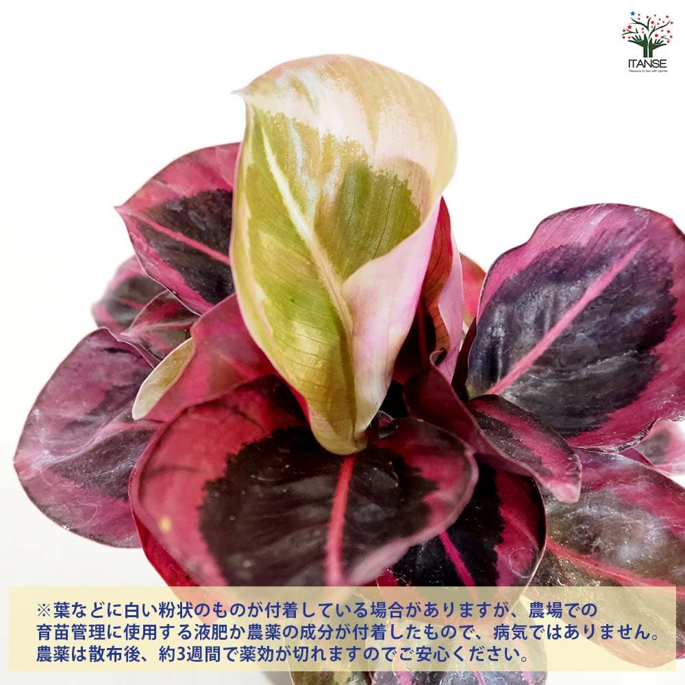 カラテア レッドモジョ 【観葉植物 3号】｜ 【植物のITANSE
