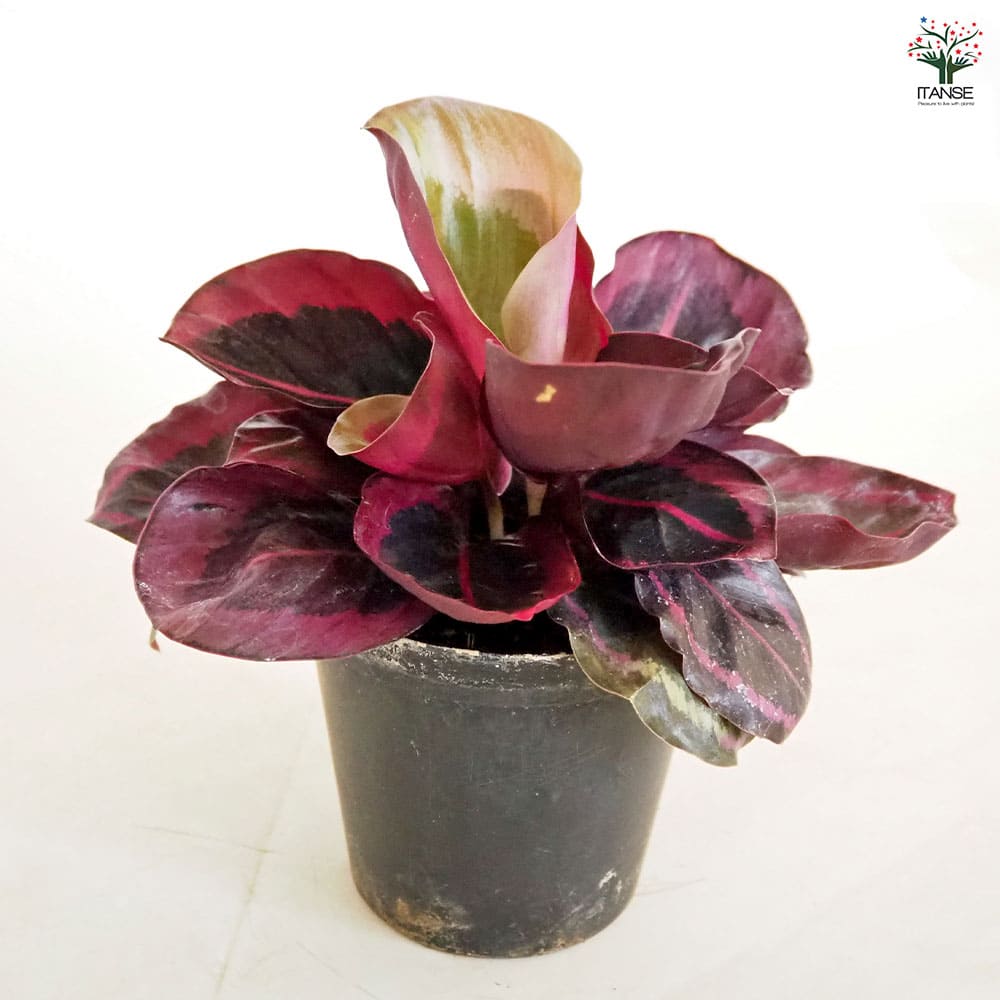 カラテア レッドモジョ 【観葉植物 3号】｜ 【植物の