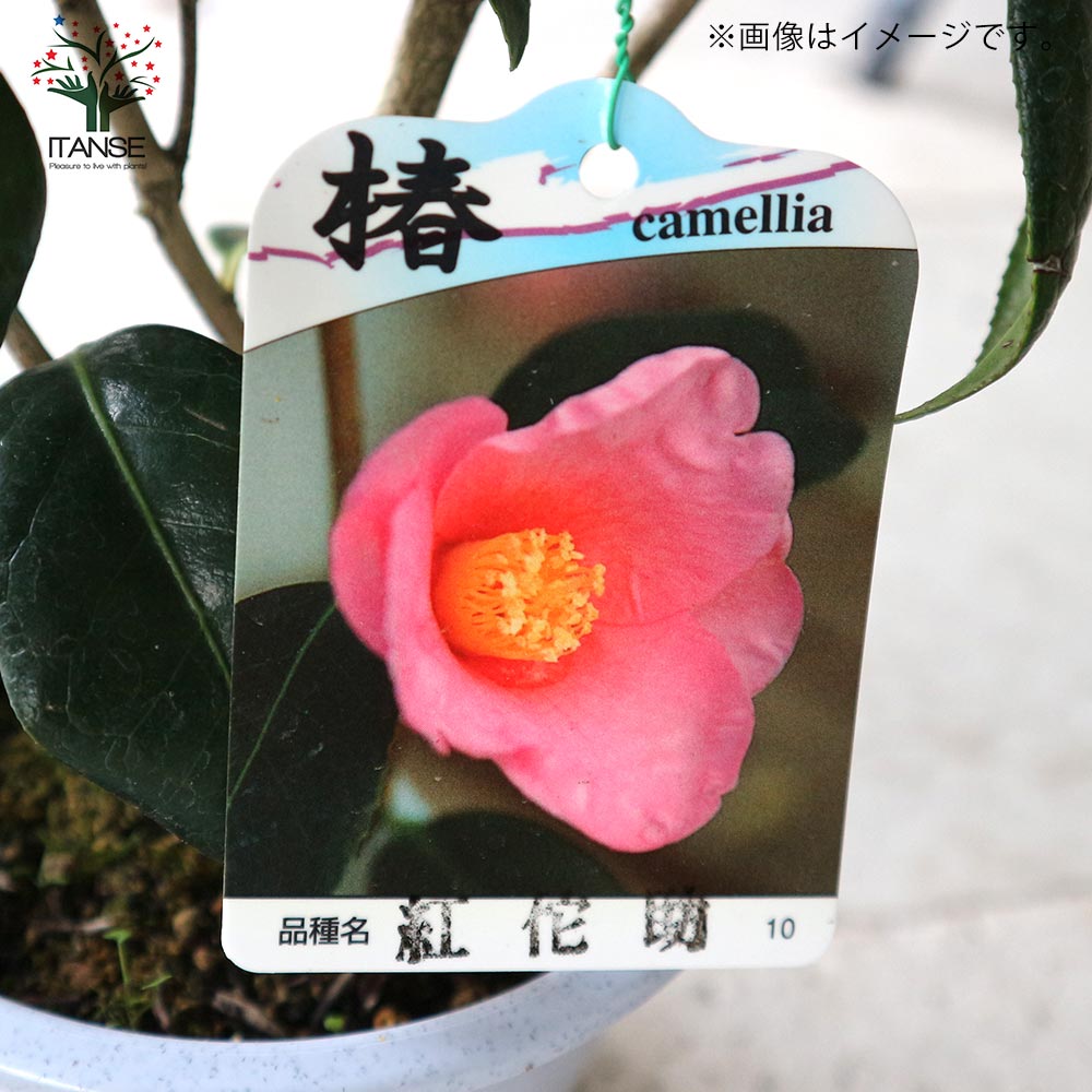 椿 紅侘助(べにわびすけ) 【庭木 4.5号鉢／1個売り】