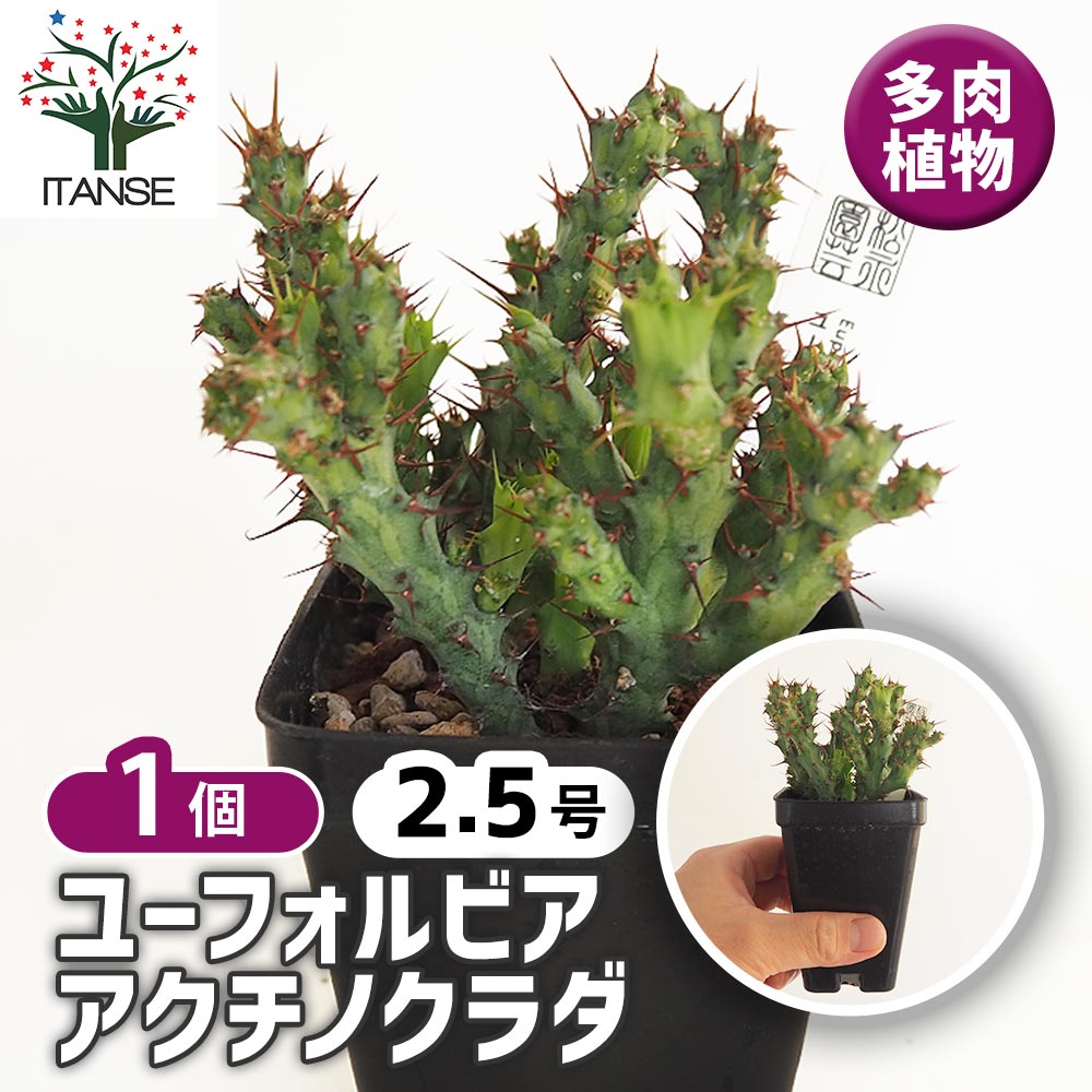 ユーフォルビア　アクチノクラダ ユーフォルビア アクチノクラダ 【多肉植物 2.5号／1個売り