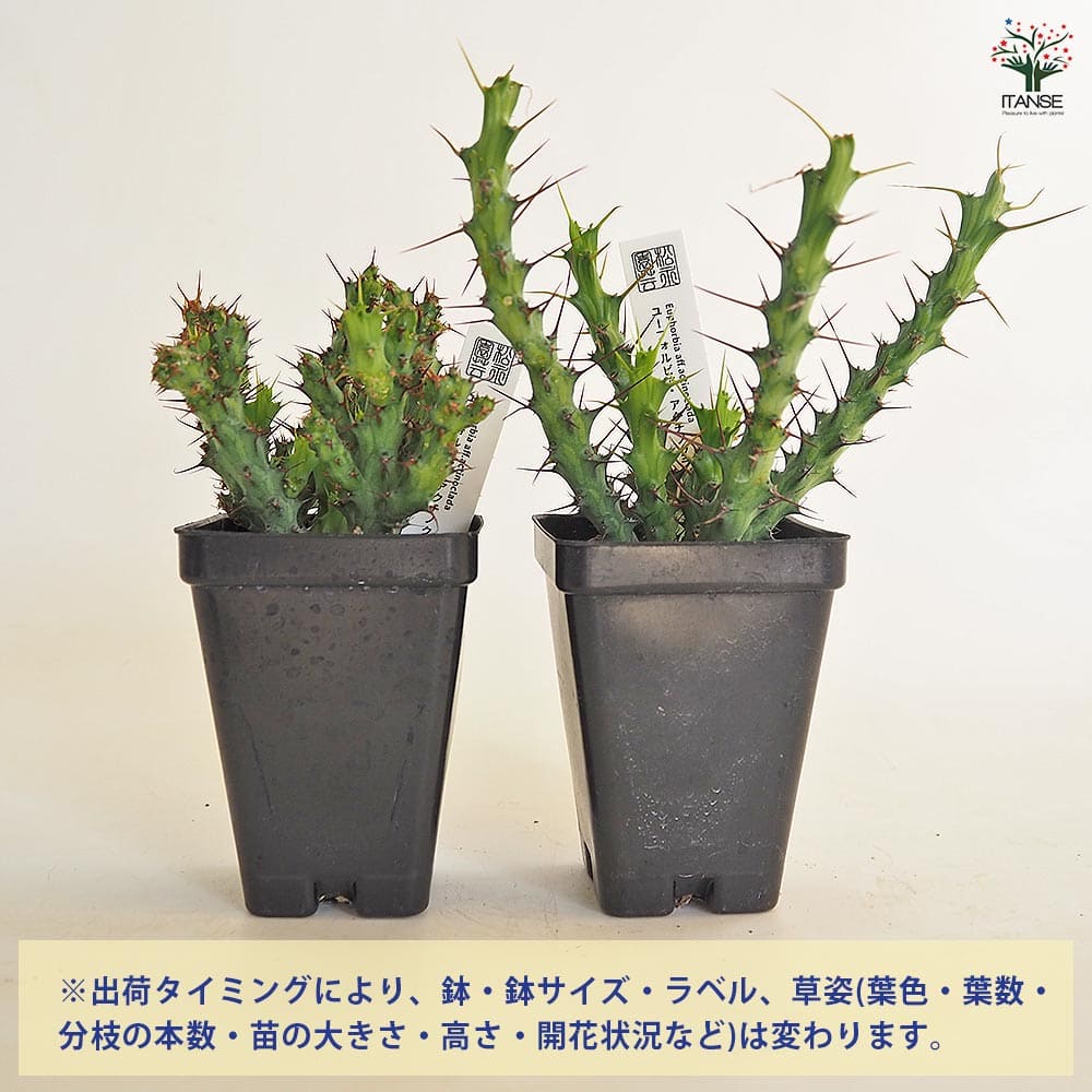 ユーフォルビア　アクチノクラダ ユーフォルビア アクチノクラダ 【多肉植物 2.5号／1個売り