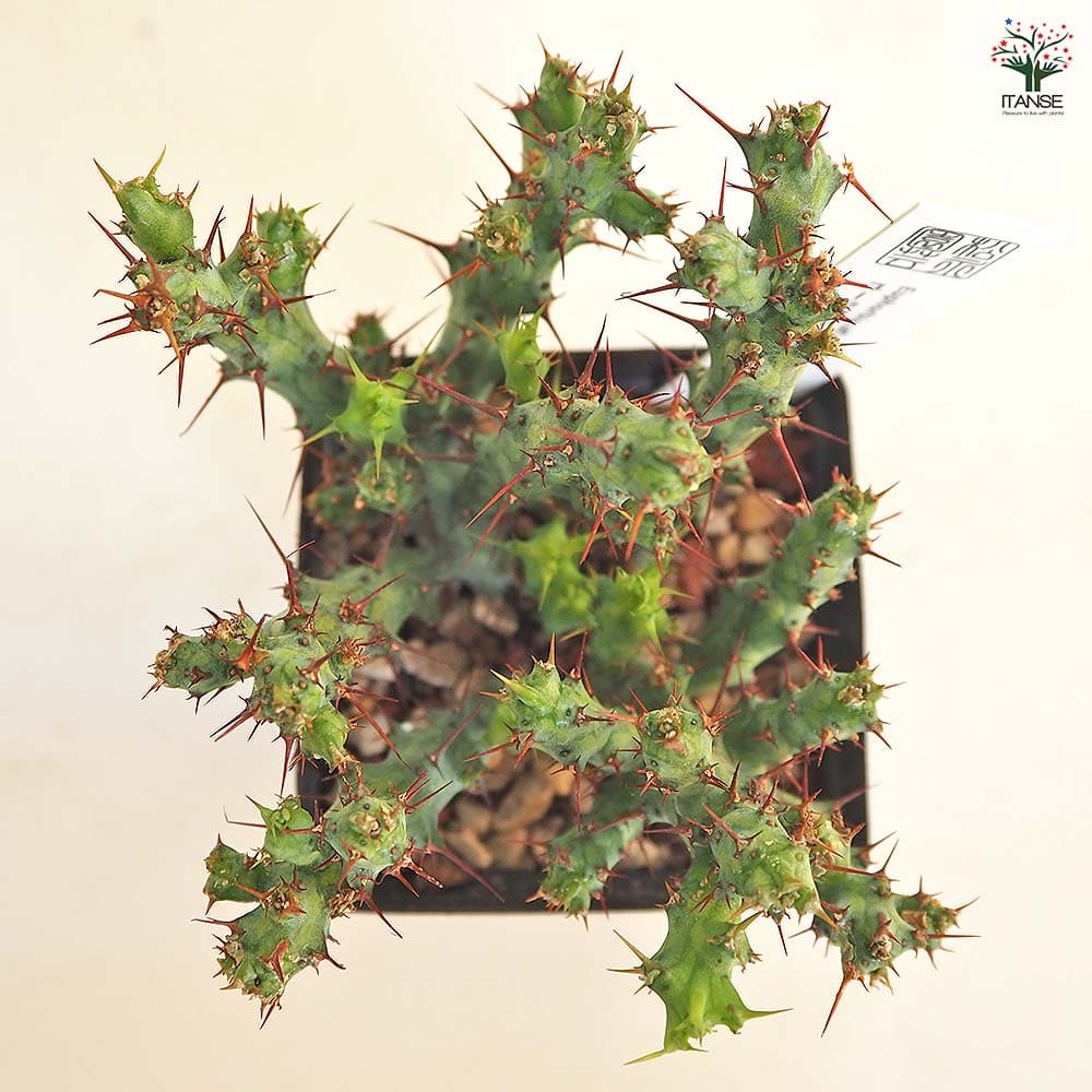 ユーフォルビア　アクチノクラダ ユーフォルビア アクチノクラダ 【多肉植物 2.5号／1個売り】｜ 【植物