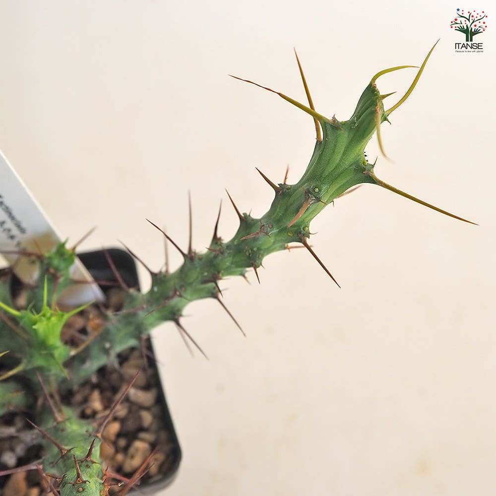 ユーフォルビア アクチノクラダ 【多肉植物 2.5号／1個売り