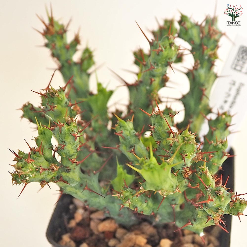 ユーフォルビア アクチノクラダ 【多肉植物 2.5号／1個売り