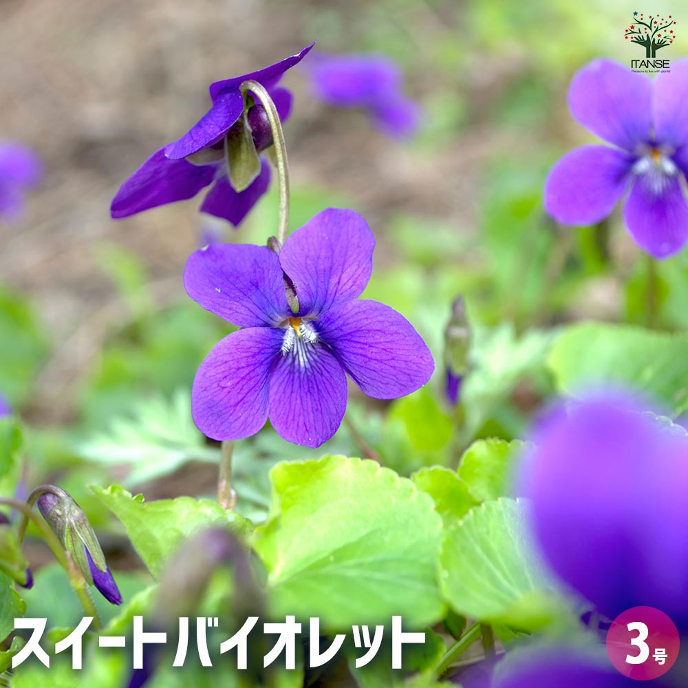 スイートバイオレット 【ハーブの苗 3号】｜ 【植物のITANSE