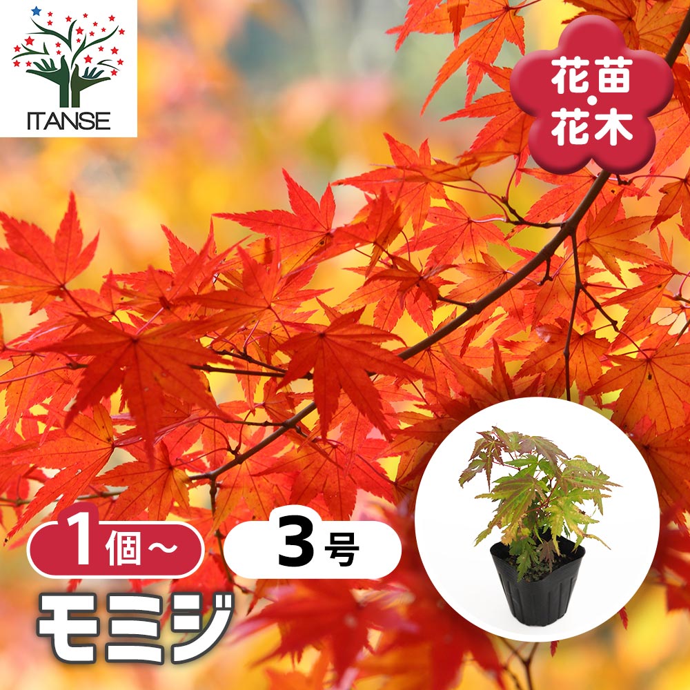 モミジ楓 モミジ(カエデ)の苗木 【花木苗 3号】｜ 【植物のITANSE】全品