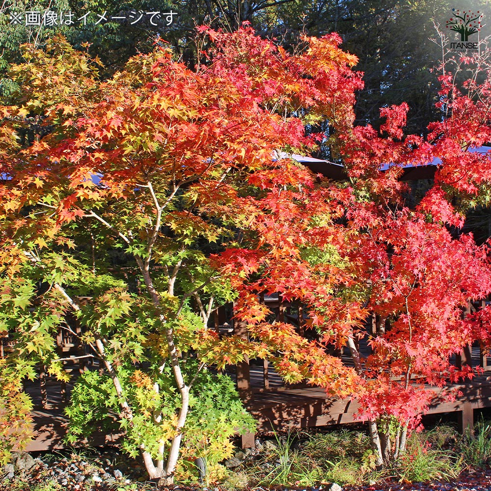 モミジ楓 モミジ(カエデ)の苗木 【花木苗 3号】｜ 【植物のITANSE】全品