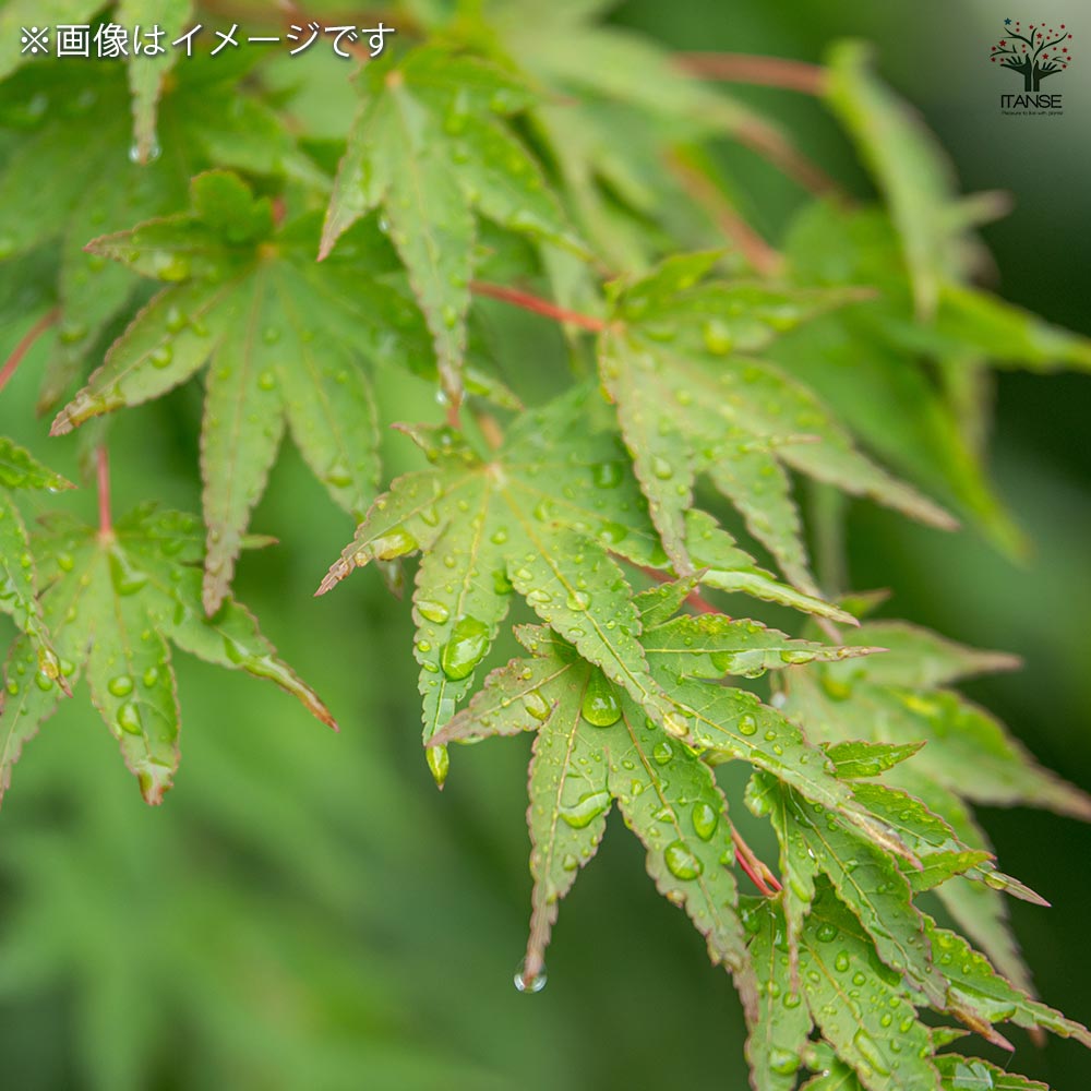 モミジ楓 モミジ(カエデ)の苗木 【花木苗 3号】｜ 【植物のITANSE】全品