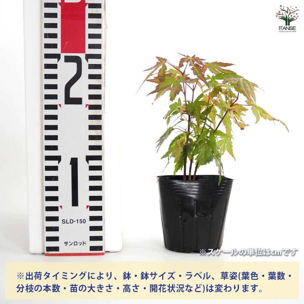 接ぎ木 3種 モミジ類 カエデ属 希少 ガーデニング 紅葉 接ぎ木 3種 モミジ類 カエデ属 希少 ガーデニング 紅葉 花木