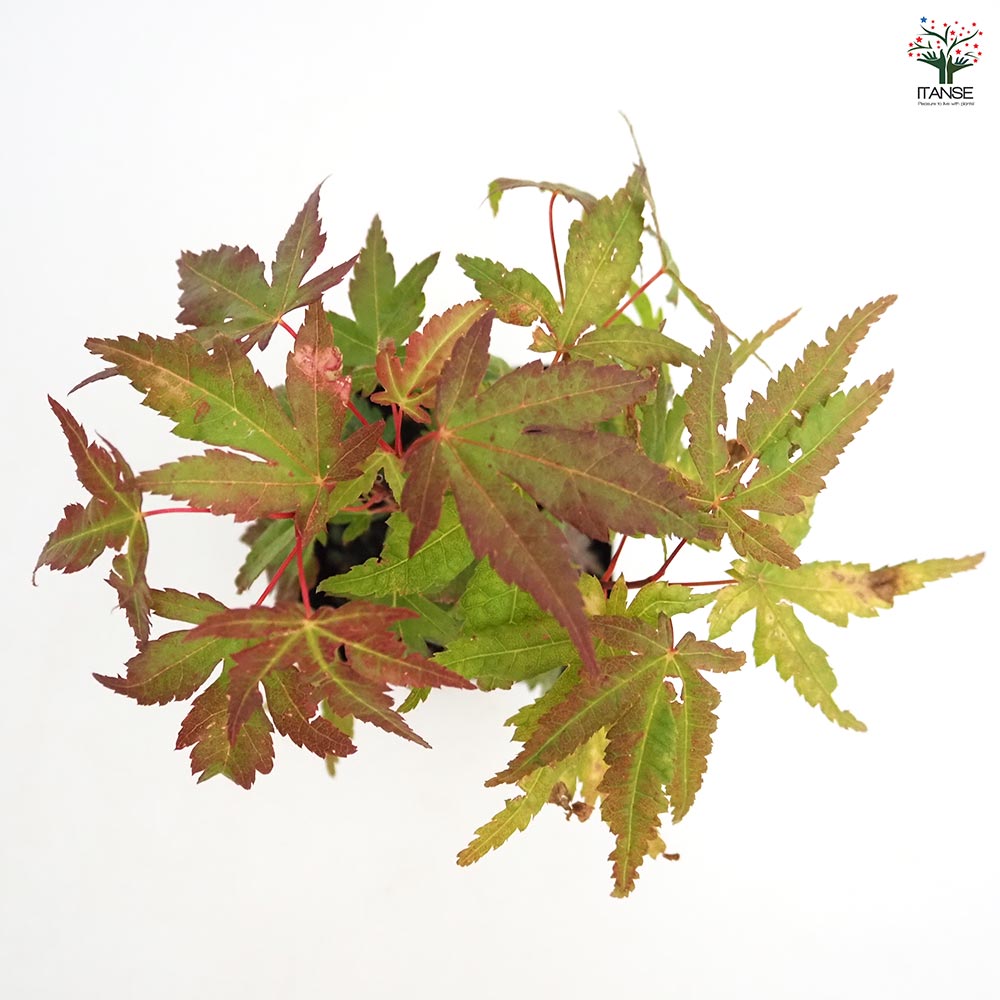 モミジ(カエデ)の苗木 【花木苗 3号】｜ 【植物のITANSE】全品