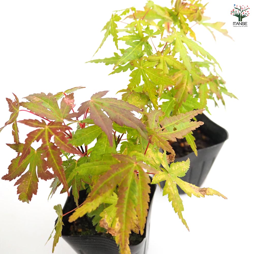 モミジ楓 モミジ(カエデ)の苗木 【花木苗 3号】｜ 【植物のITANSE
