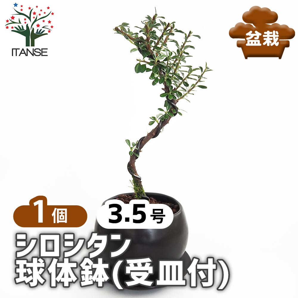 シロシタン 球体鉢(受皿付) 【盆栽 3.5号／1個売り】｜ 【植物の