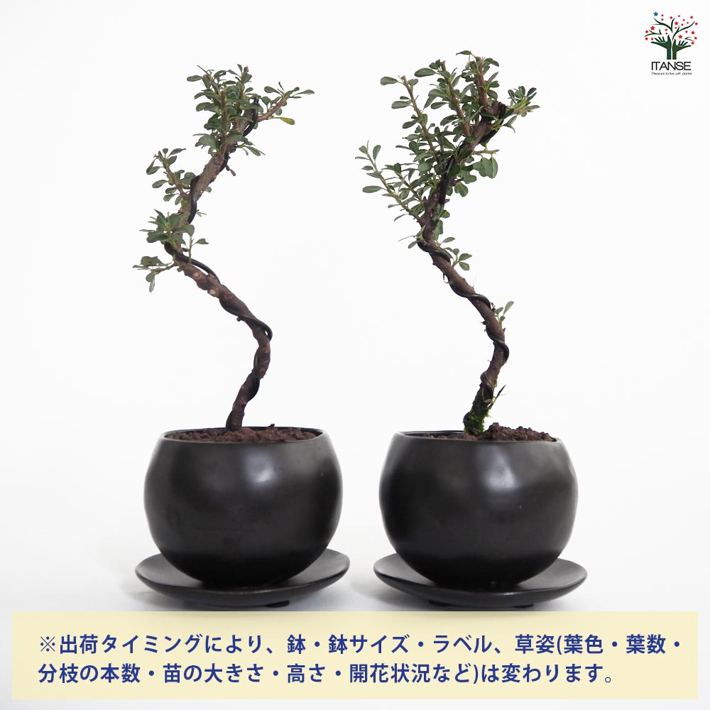 シロシタン 球体鉢(受皿付) 【盆栽 3.5号／1個売り】｜ 【植物の