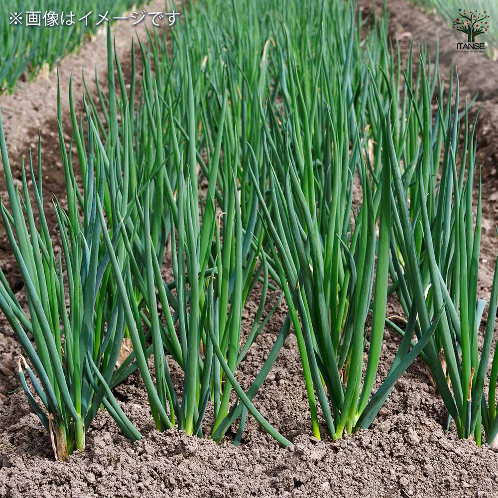 はつかねぎ 【野菜球根 充填時130g /1個売り】
