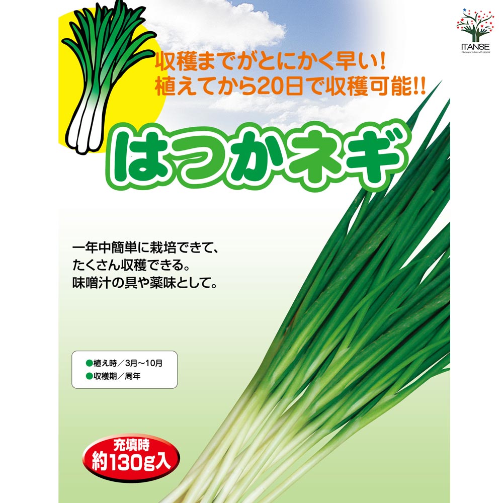 はつかねぎ 【野菜球根 充填時130g /1個売り】