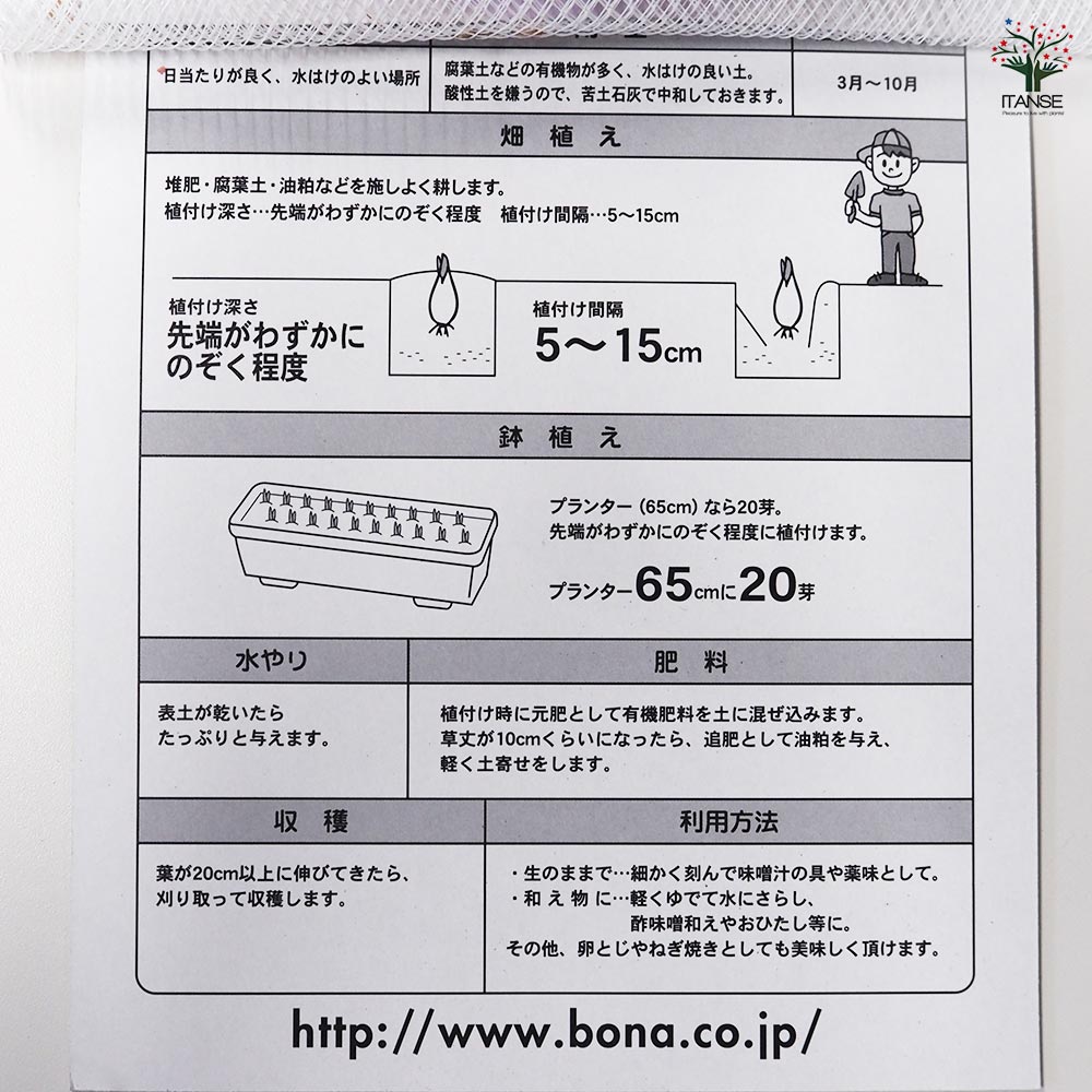 はつかねぎ 【野菜球根 充填時130g /1個売り】