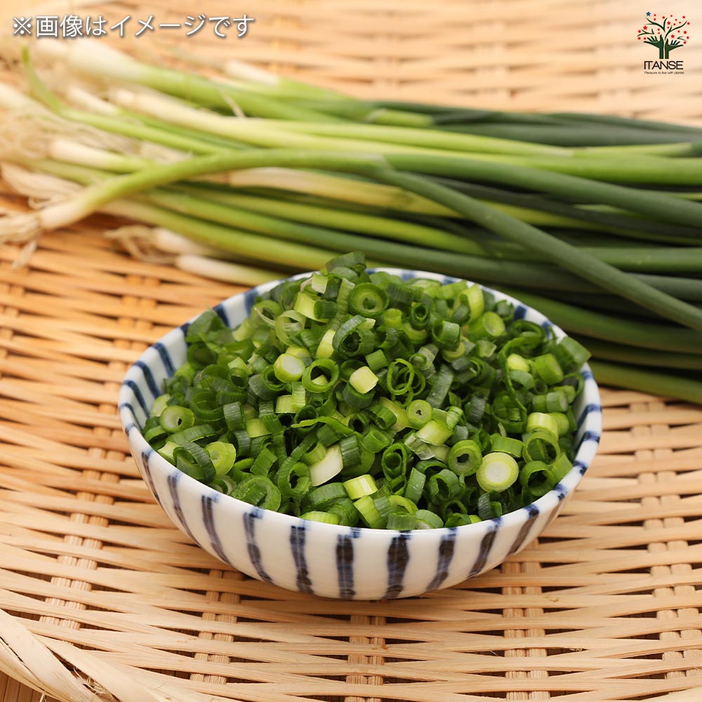 はつかねぎ 【野菜球根 充填時130g /1個売り】