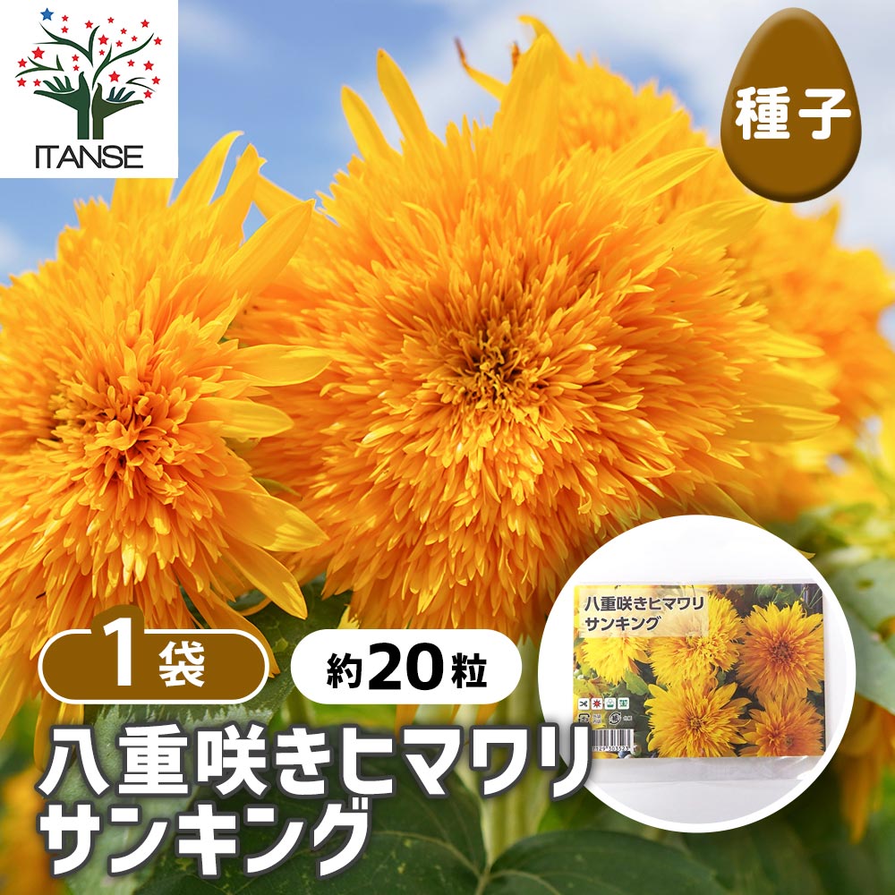 種子 八重咲きヒマワリ サンキング 【 約20粒／1袋売り】｜ 【植物の