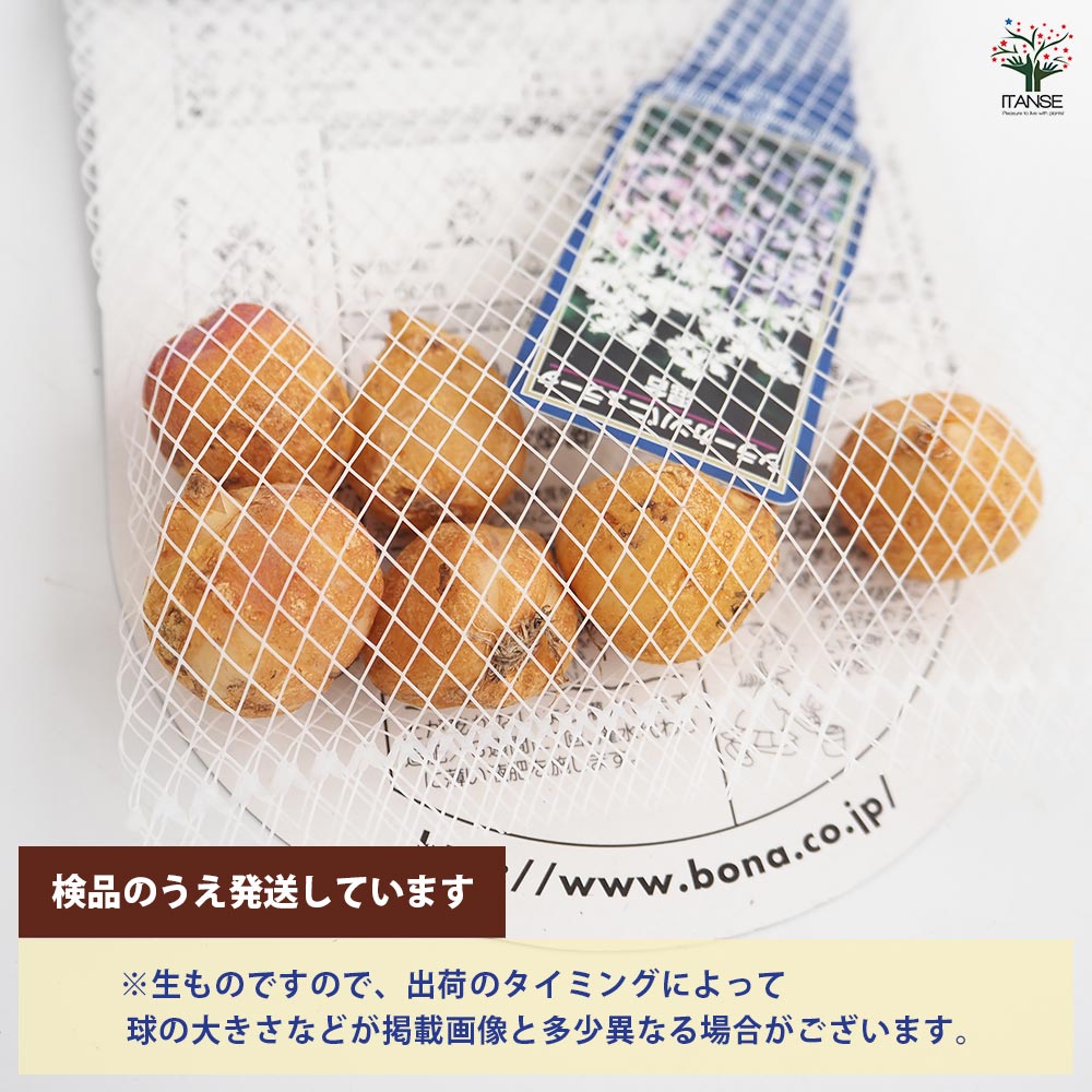 球根 シラー カンパニュラータ 混合 【花球根 6球】｜ 【植物の