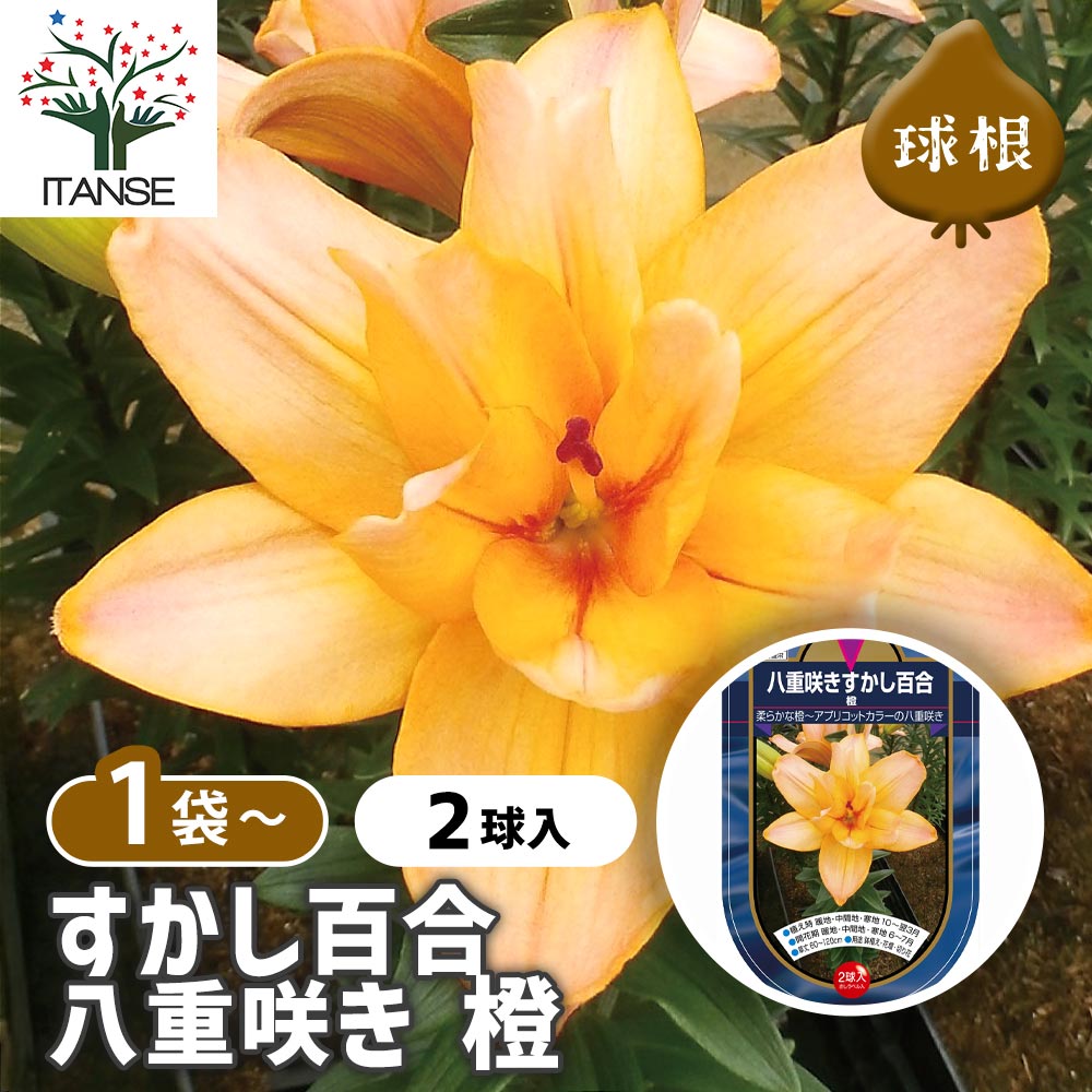 すかし百合 八重咲き 橙