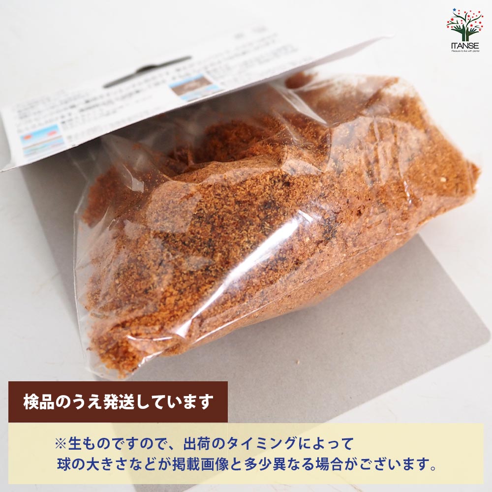 花球根 ブーケリリー ウェーブライダー 【花球根 1球】