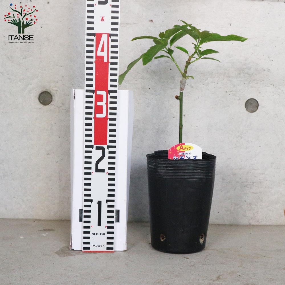 アボカドの苗木 品種：シモンズ(Aタイプ)【果樹の苗木 13.5cm