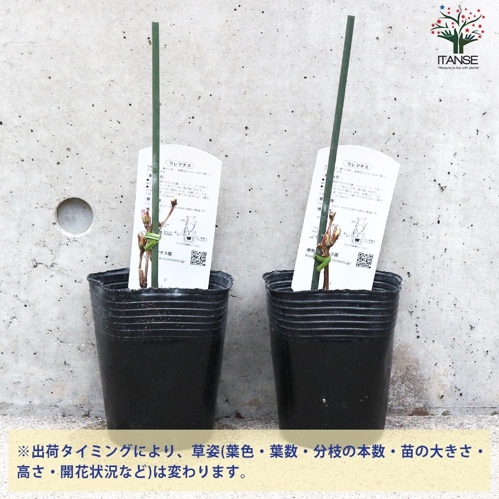 クレマチス 赤富士 【花苗 3.5号／1個売り】｜ 【植物のITANSE