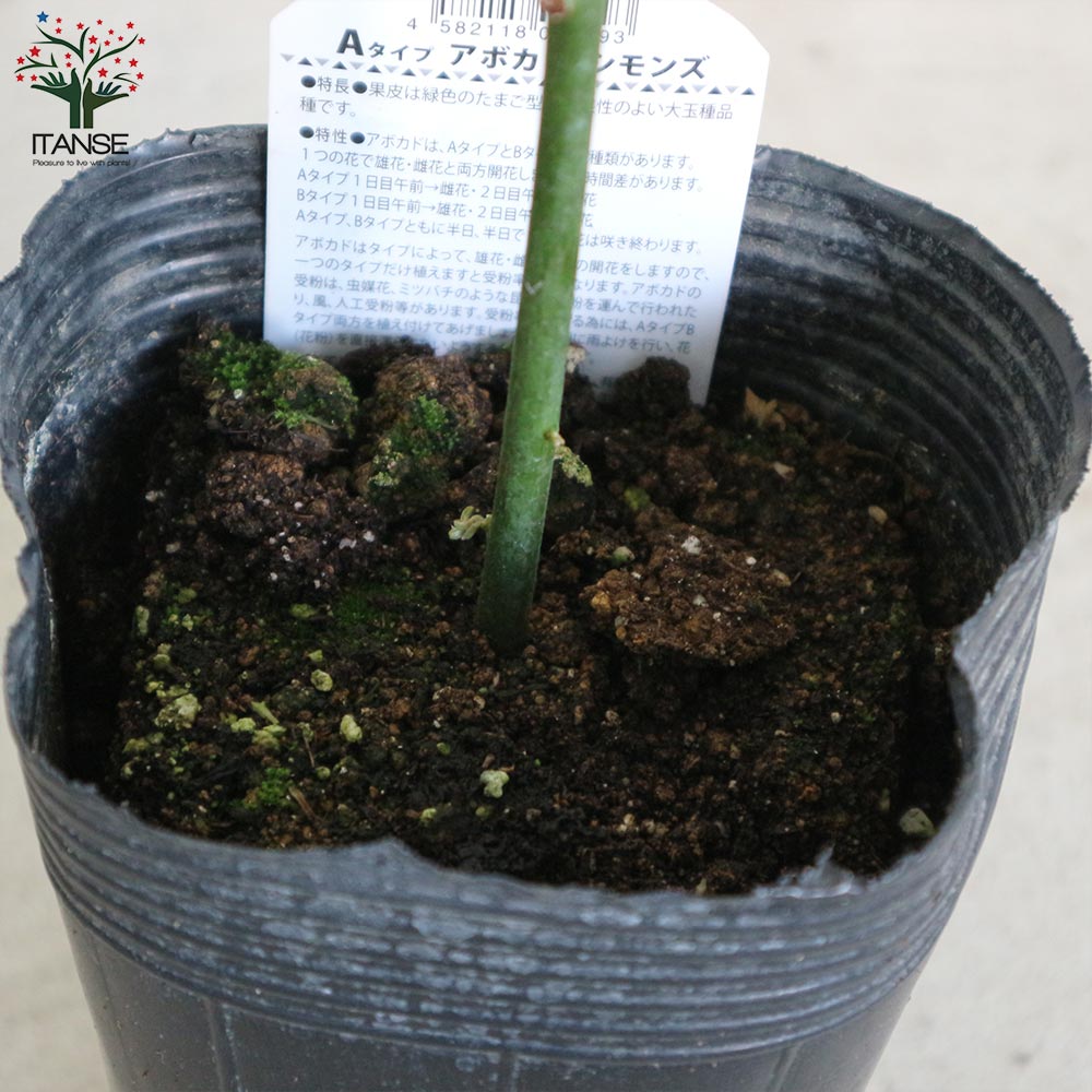 紫アボカド 接木苗 Aタイプ 国産アボカド アボガド avocado 紫アボカド 接木苗 Aタイプ 国産アボカド アボガド avocado