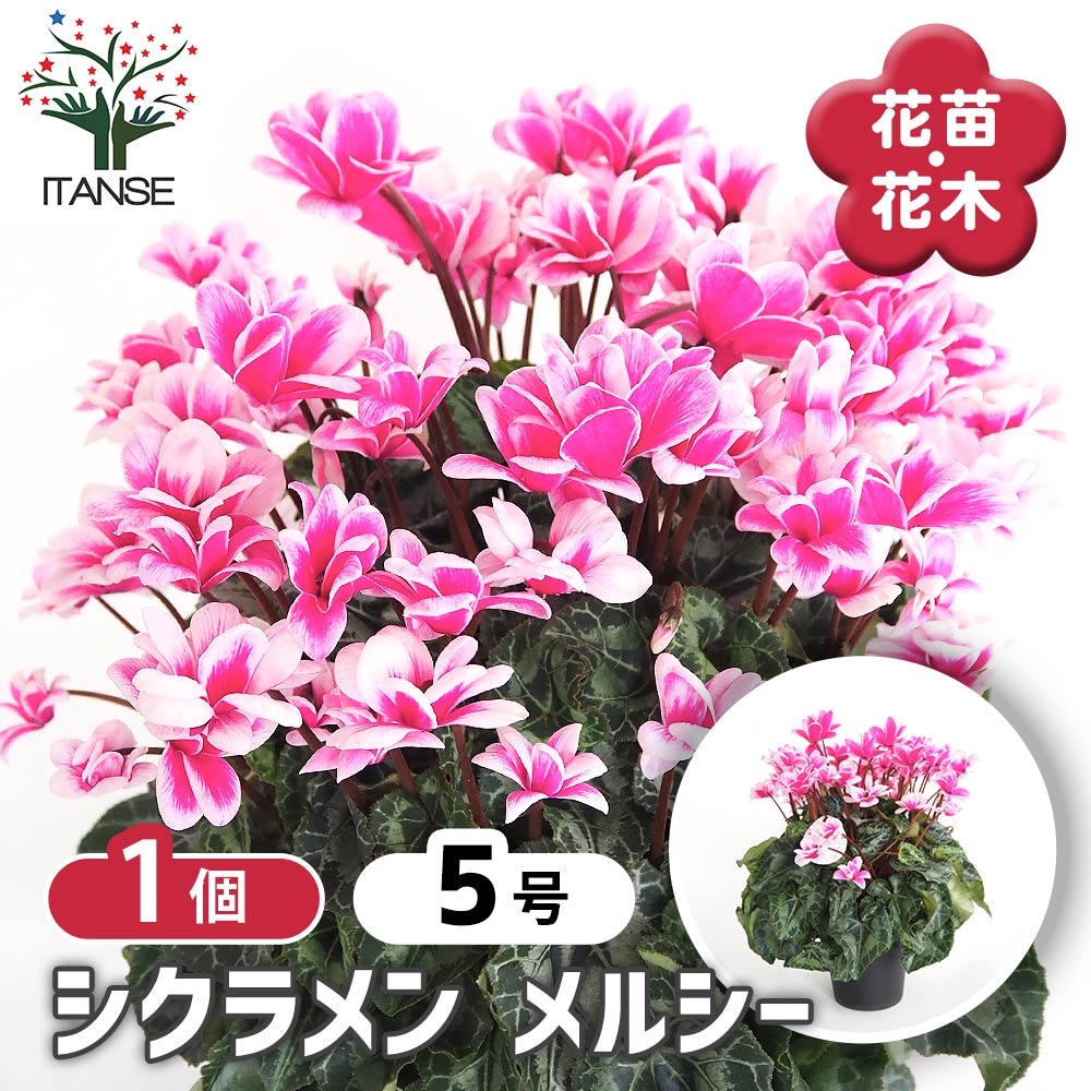 シクラメン メルシー