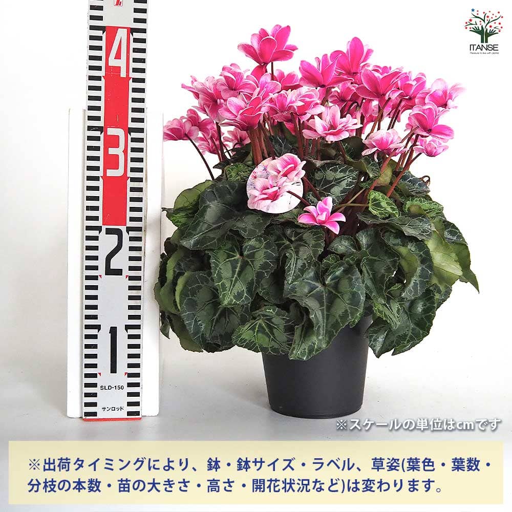 シクラメン メルシー 【花苗 5号／1個売り】