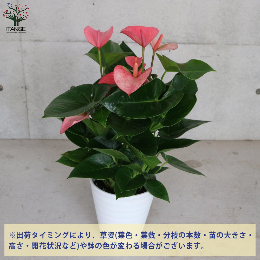 Itanse良品ｾﾚｸﾄ通販