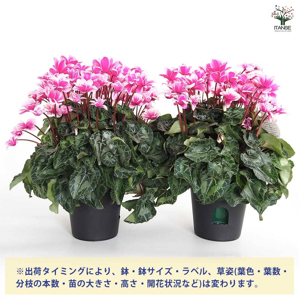 シクラメン メルシー 【花苗 5号／1個売り】