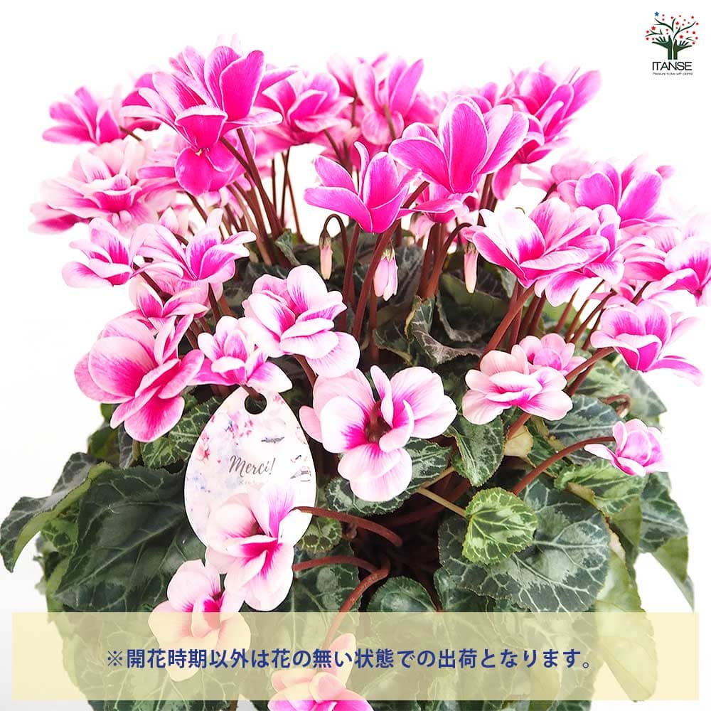 シクラメン メルシー 【花苗 5号／1個売り】