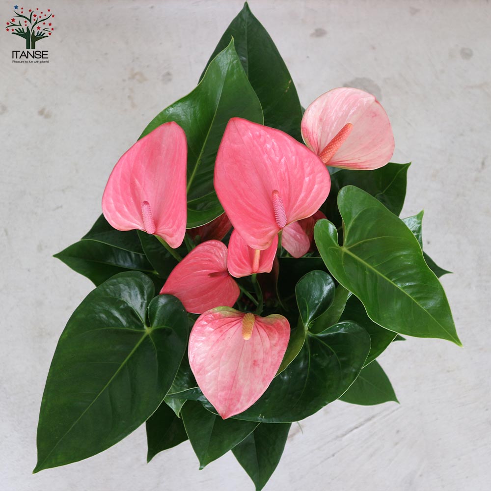 Itanse良品ｾﾚｸﾄ通販