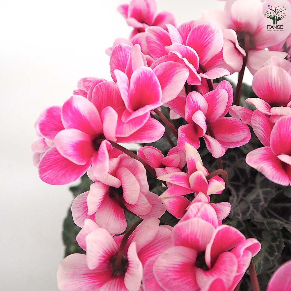 シクラメン メルシー 【花苗 5号／1個売り】