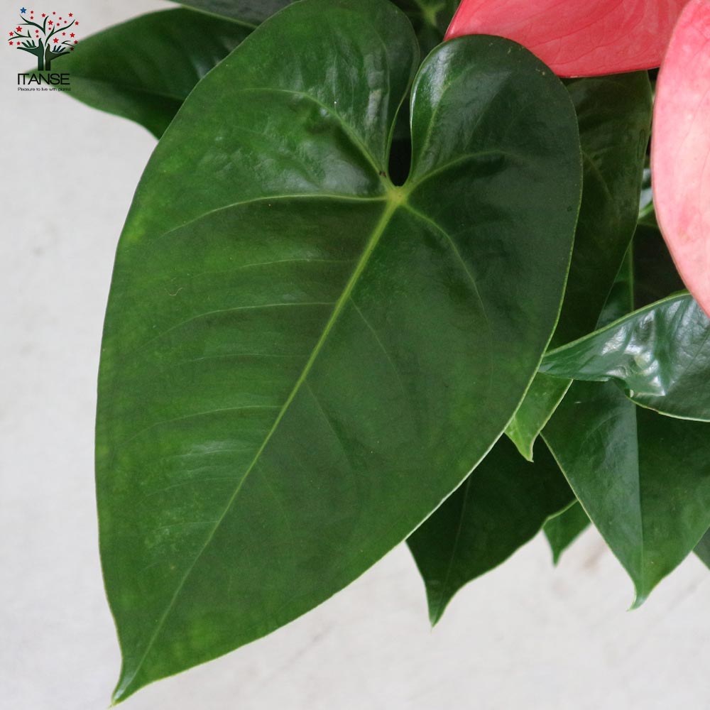 Itanse良品ｾﾚｸﾄ通販